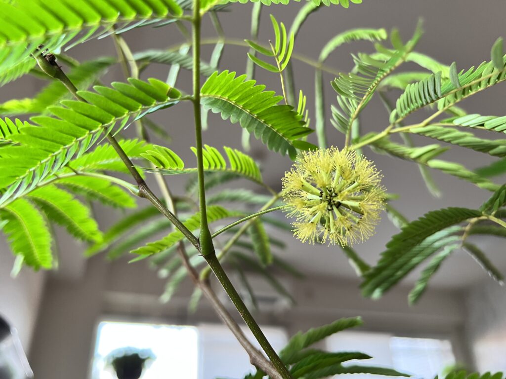 ねむの木 エバーフレッシュ 曲がり 花付き - 植物/観葉植物